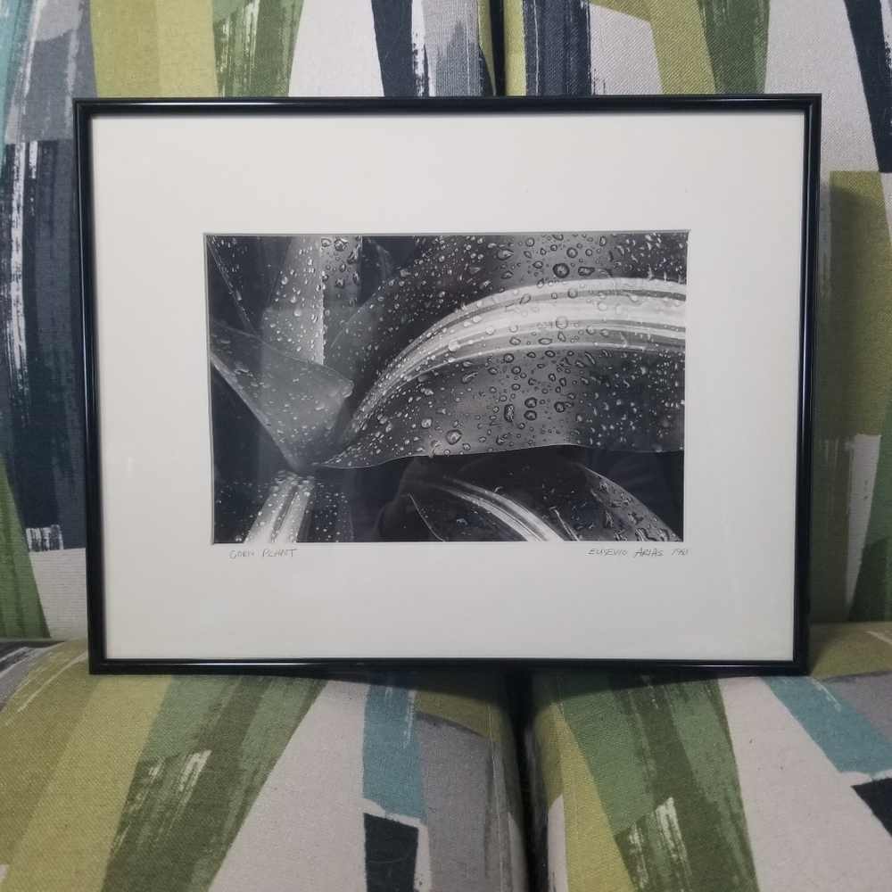 Vtg Black & White Corn Plant Photograph By Artist Matted Signed Dated And Framed